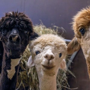 26609857-kampf-gegen-corona-den-alpakastuten-britta-links-nora-mitte-und-xenia-hatte-das-goettinger-wissenschaftler-team-mehrmals-einen-teil-des-spike-proteins-253ydKYcZ5ec